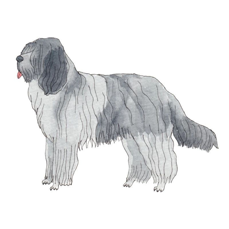 Schapendoes Funnydog