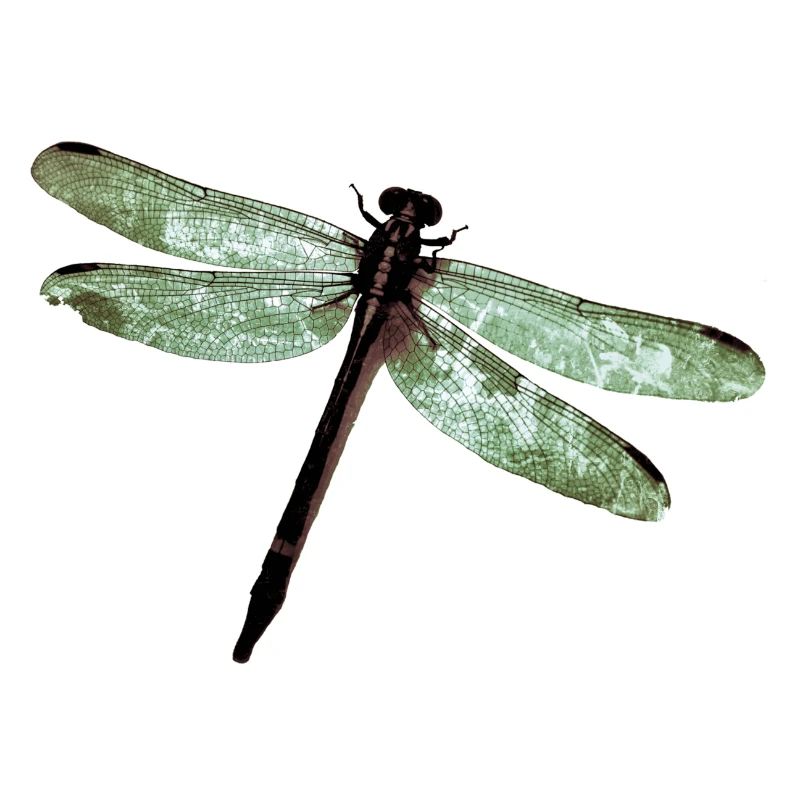 Libelle