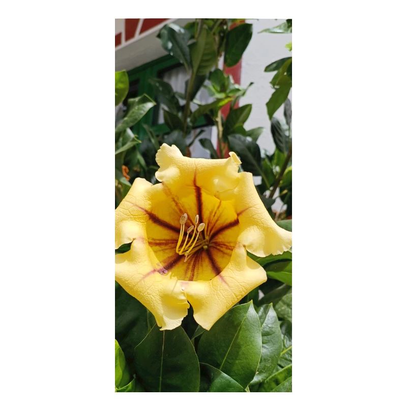 Schöne gelbe Blume