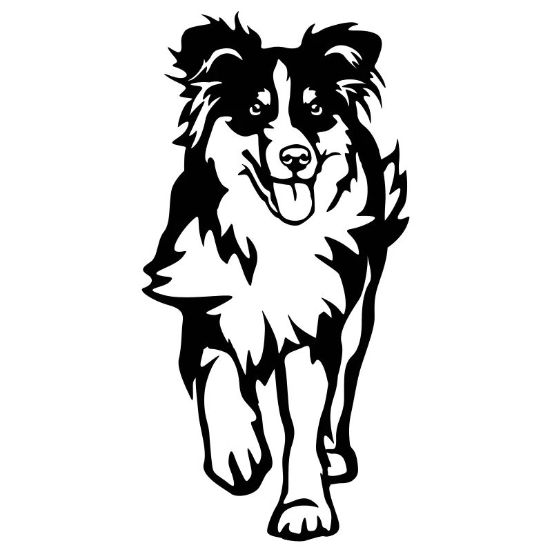 Australian Shepherd