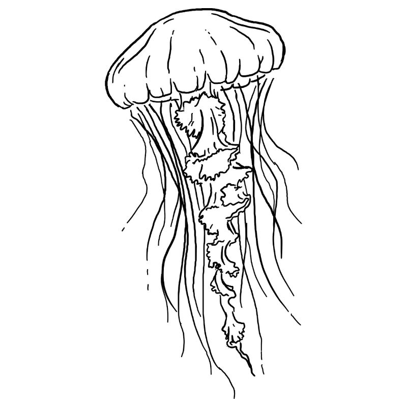 Jellyfish Line Art Illustration 
