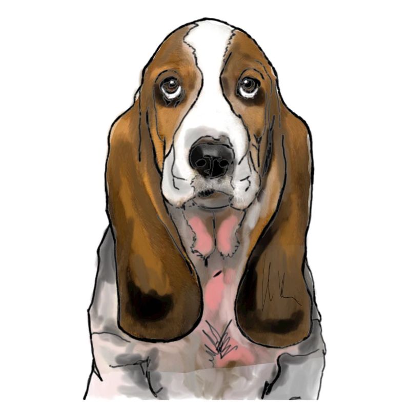 Basset