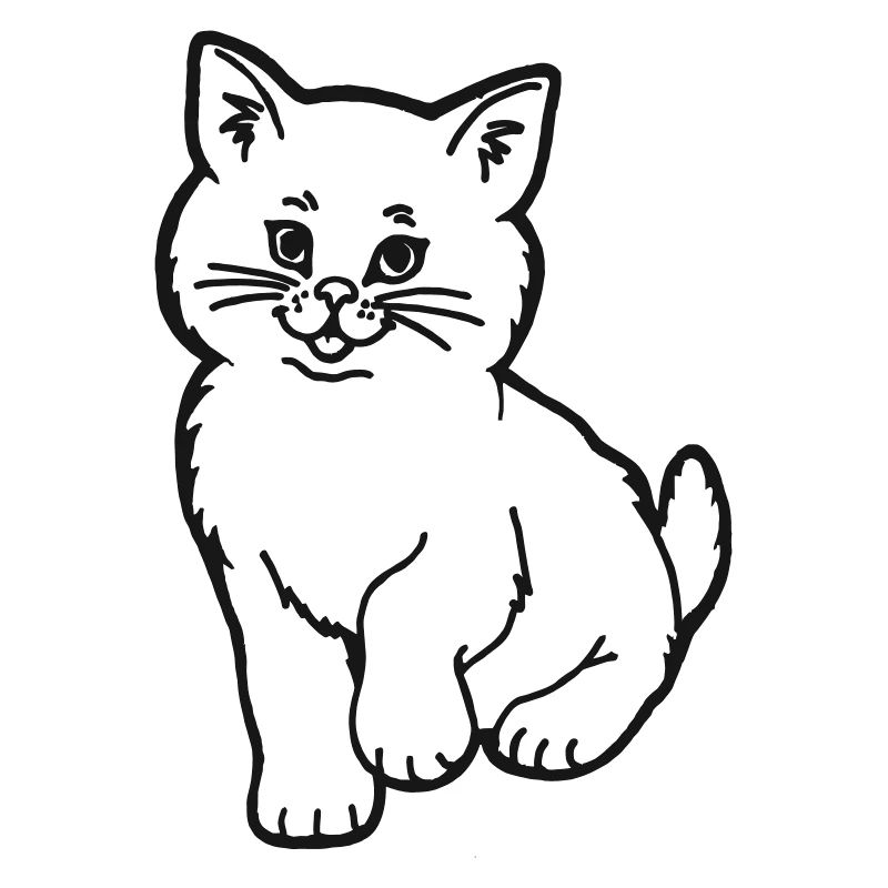 kitten