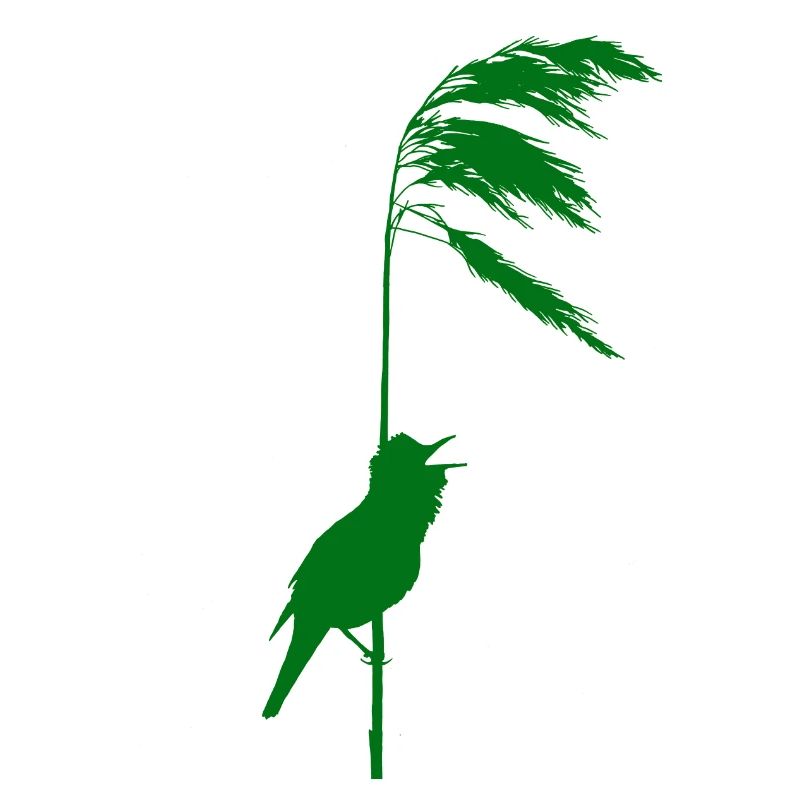 Schilfrohrsänger grün