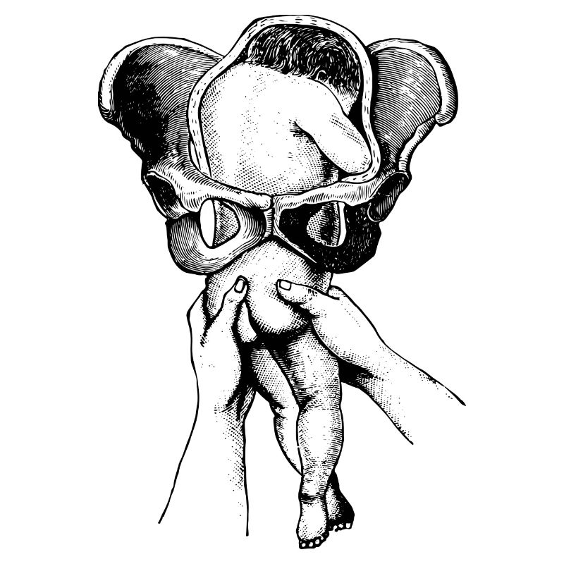 Geburt-baby-anatomie