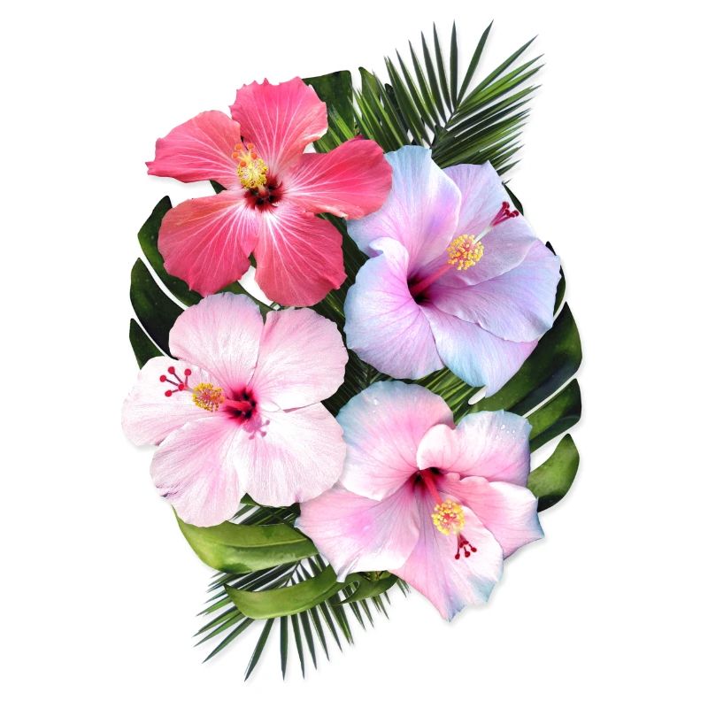 AD Hibiscus