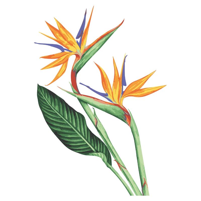 Vögel des Paradieses