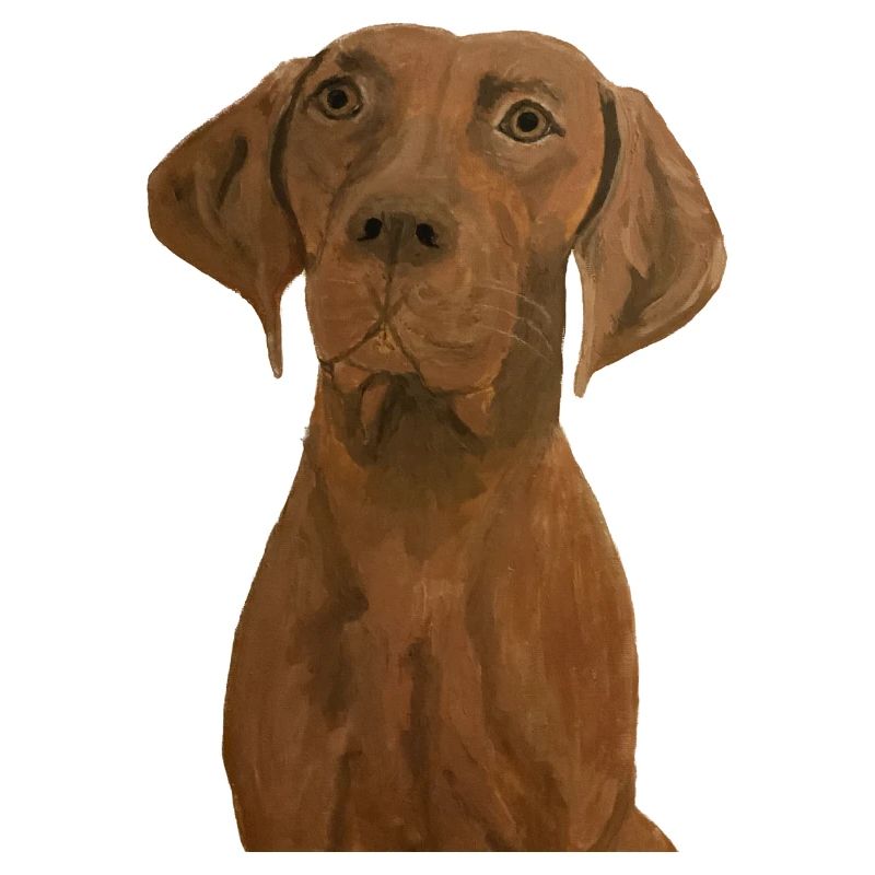 Magyar Vizsla