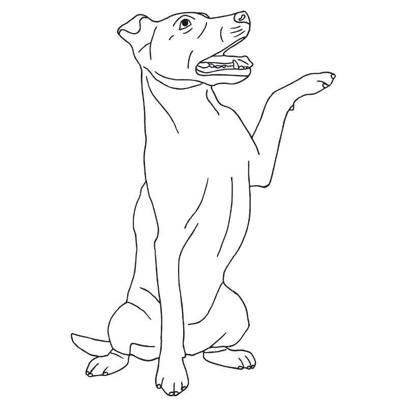 Jack Russell Terrier