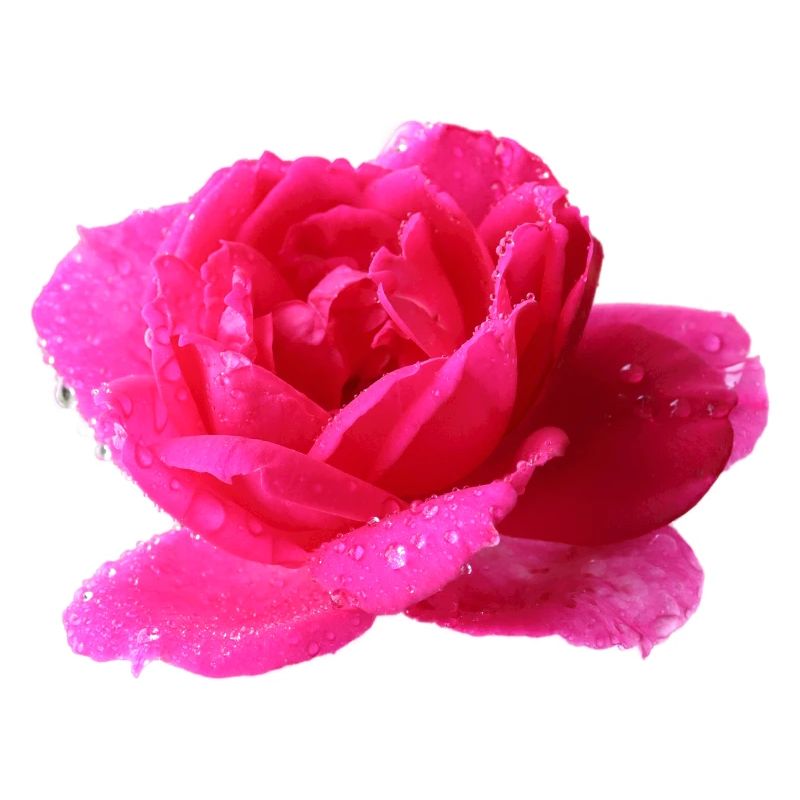 rosa Rose