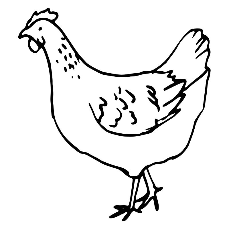 Huhn - Henne
