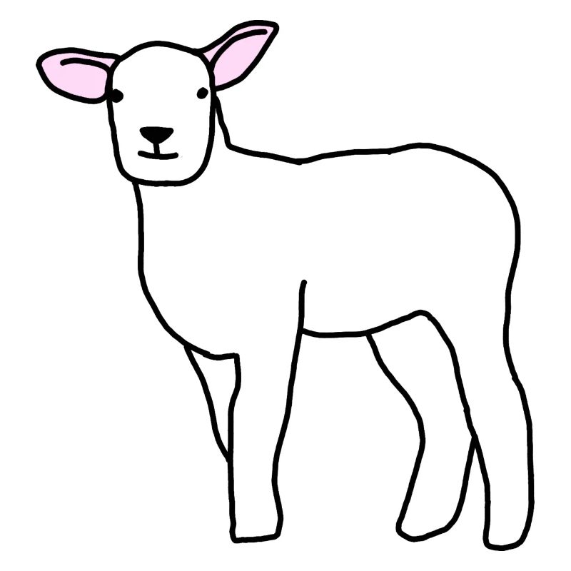 Sheep