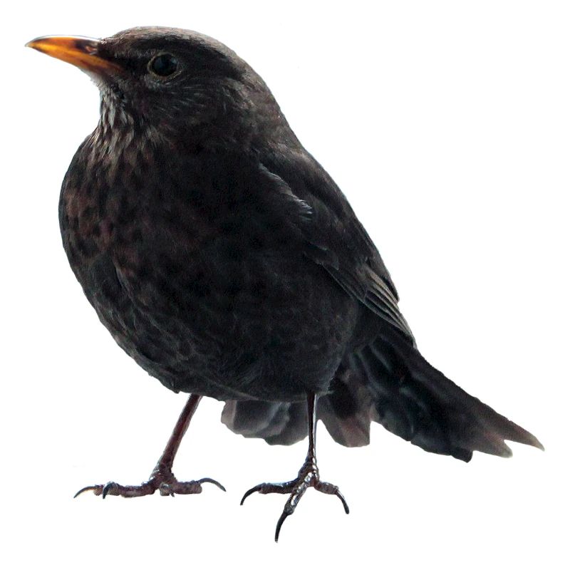 Amsel Drossel