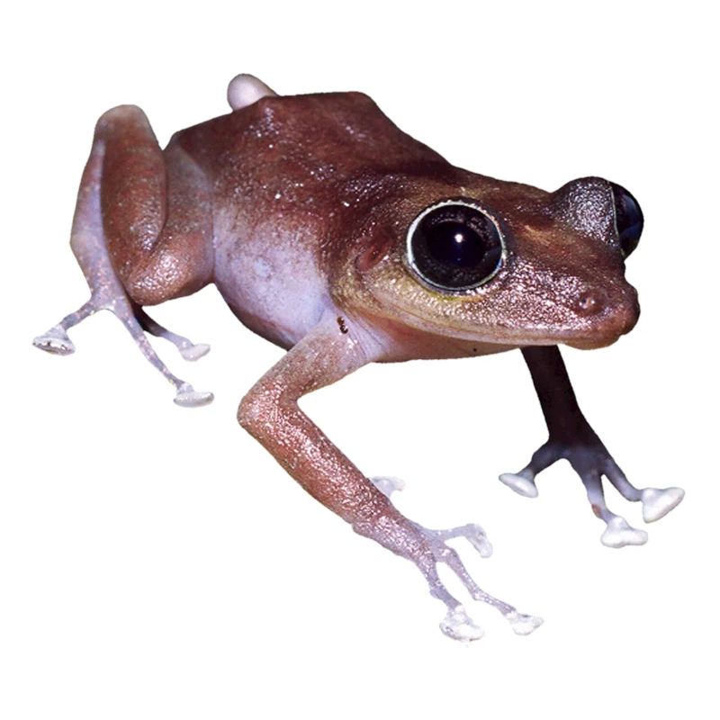 frog frosch