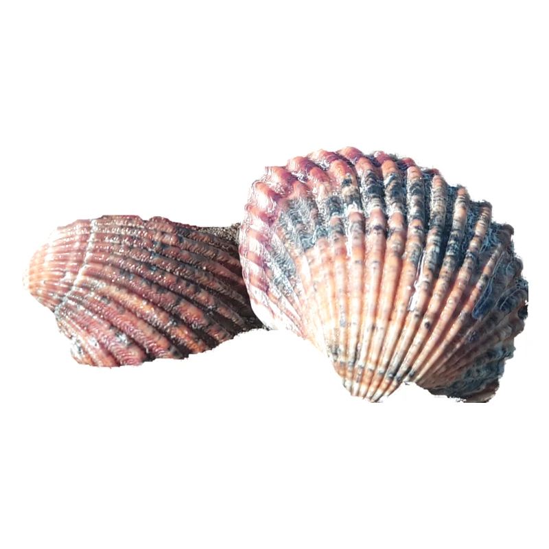 Shells, shells, beach, sea, holidays