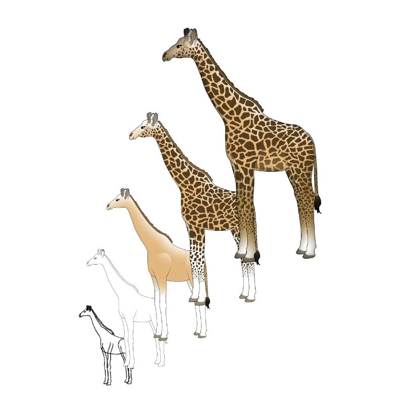 Giraffe Zeichnung