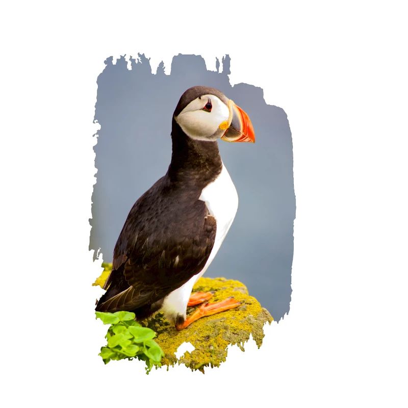 Papageientaucher