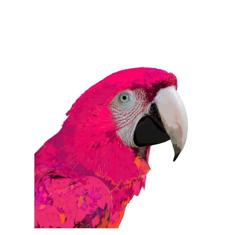 Papagei Rose