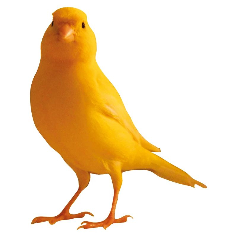 Kanarienvogel yellow bird