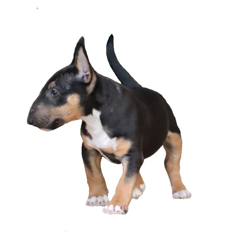 Miniatur Bullterrier