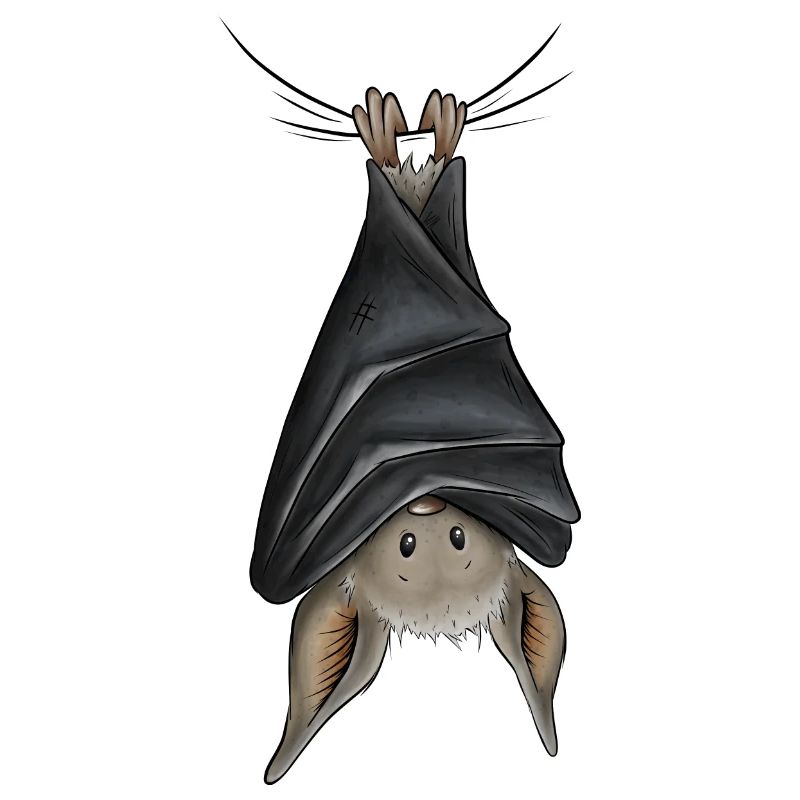 Funny chilling upside down hanging bat