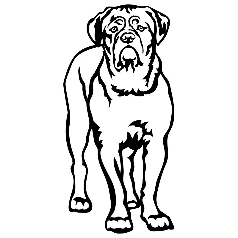 Bordeauxdogge