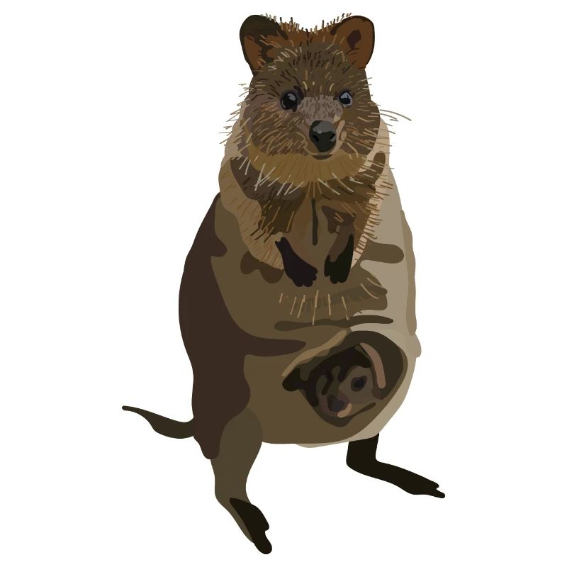 Quokka