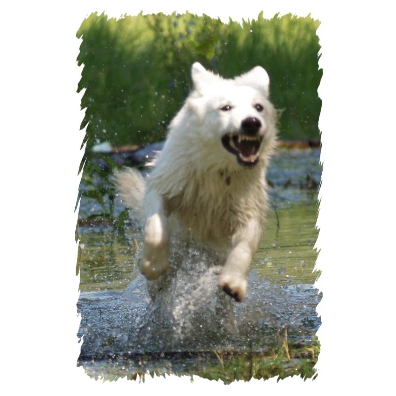 weißer Schäferhund