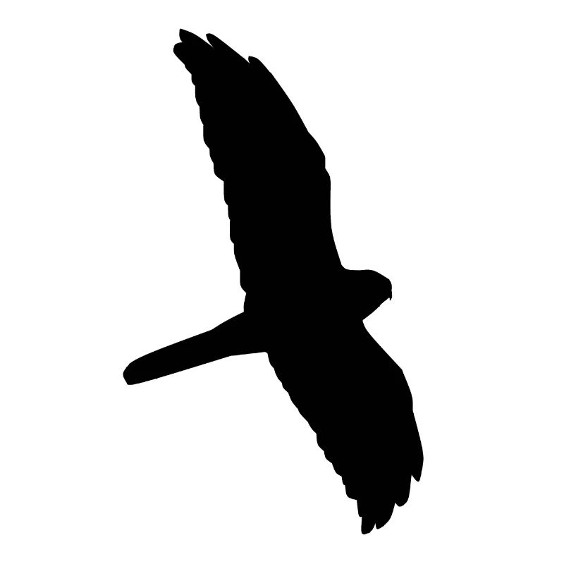 Blasse Harrier Silhouette