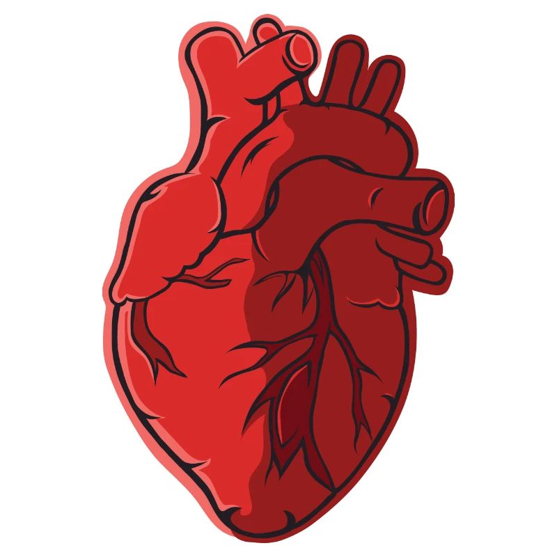 Herz Anatomie