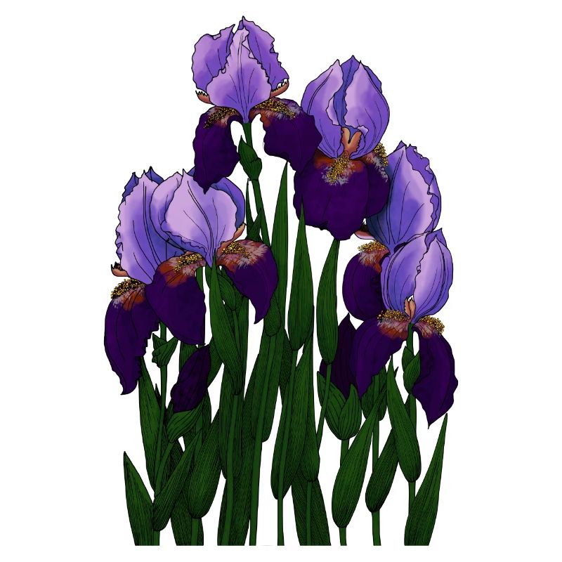 Irysy - Iris