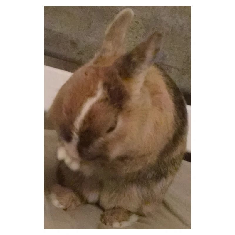 Kaninchen