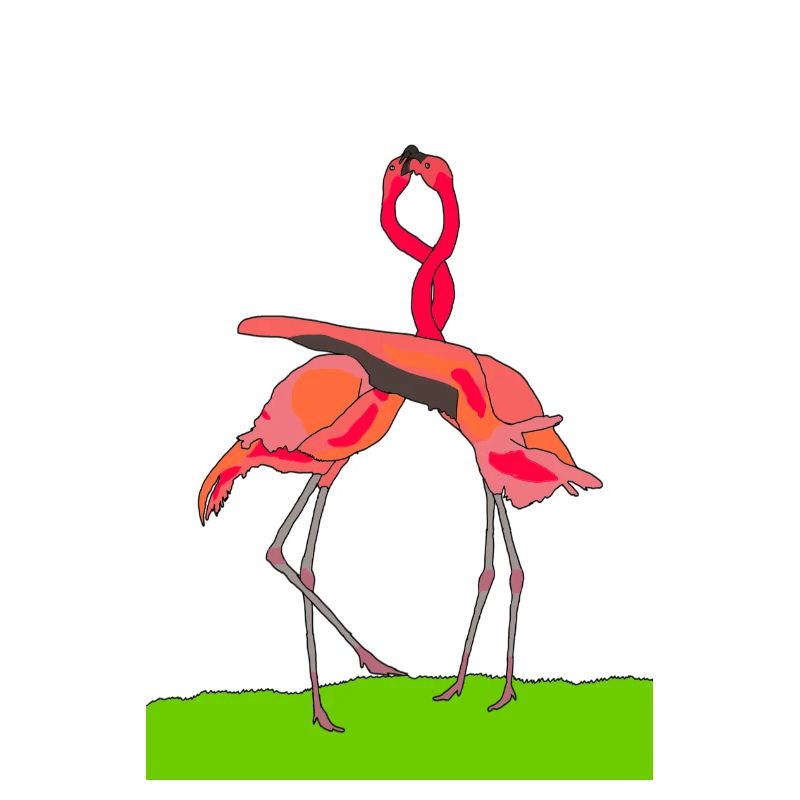 flamingos