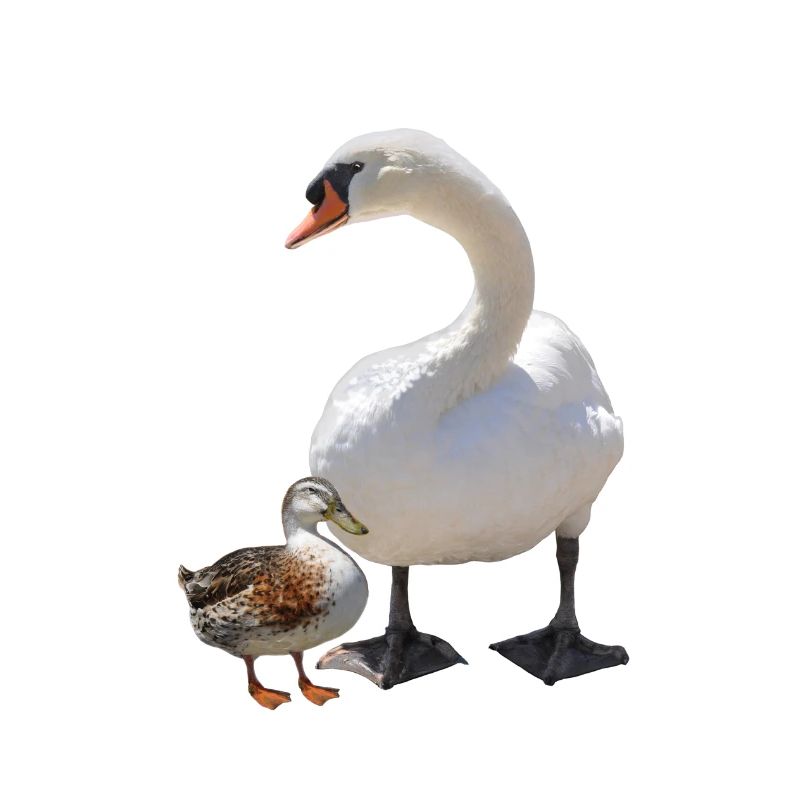 Schwan