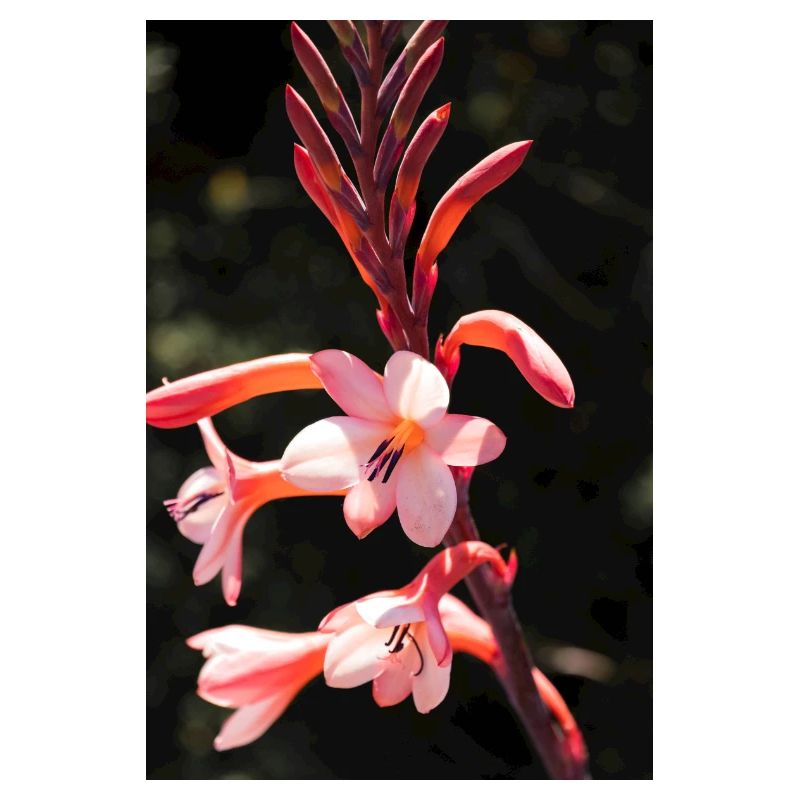 Blume