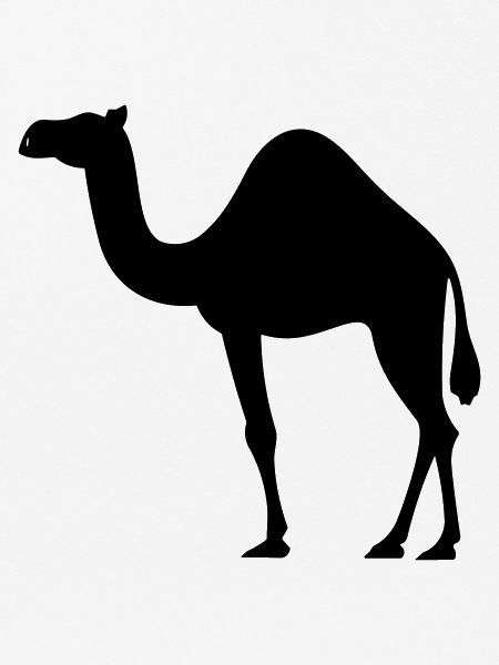 Camel