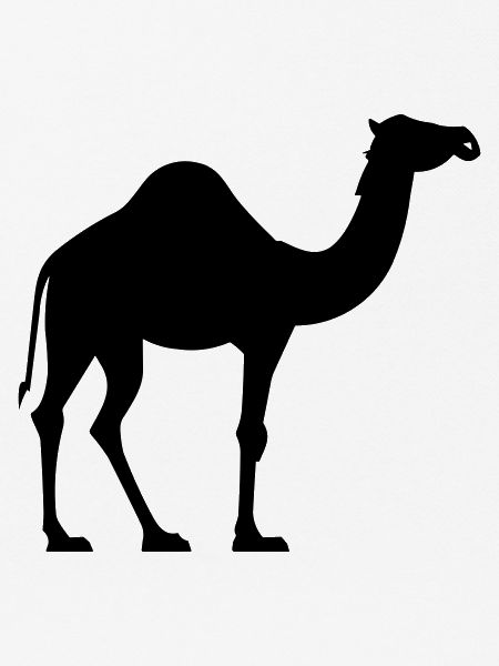 Kamel