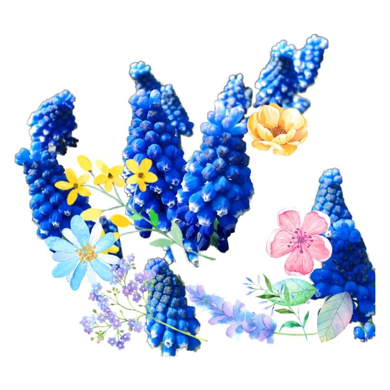 Fleurs,Fleur,Printemps,Fleurs,Jacinthes