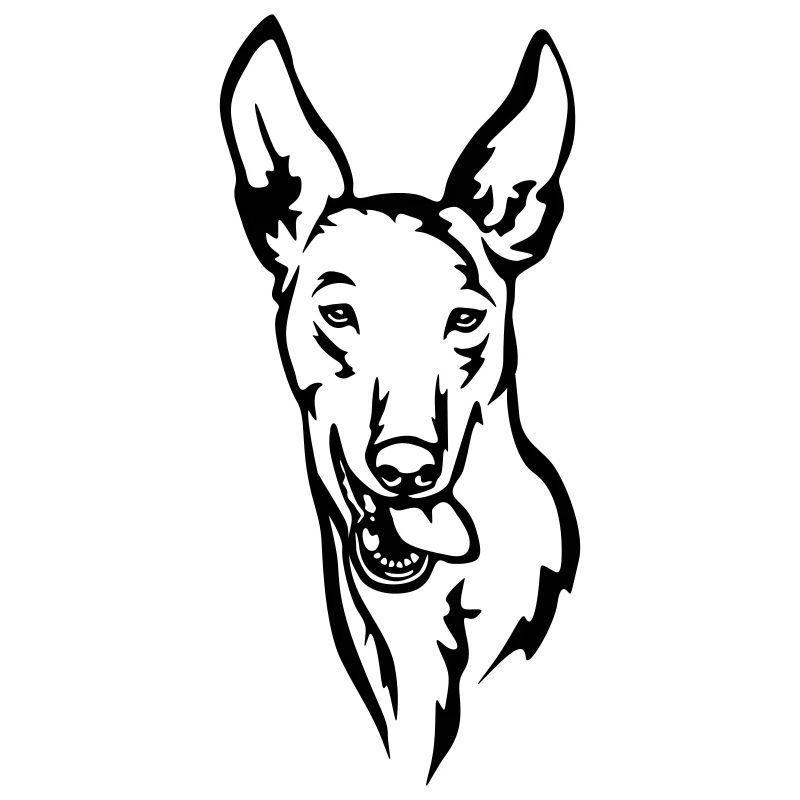 Podenco Kopf