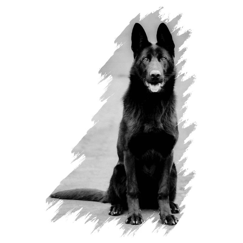 German shepherd