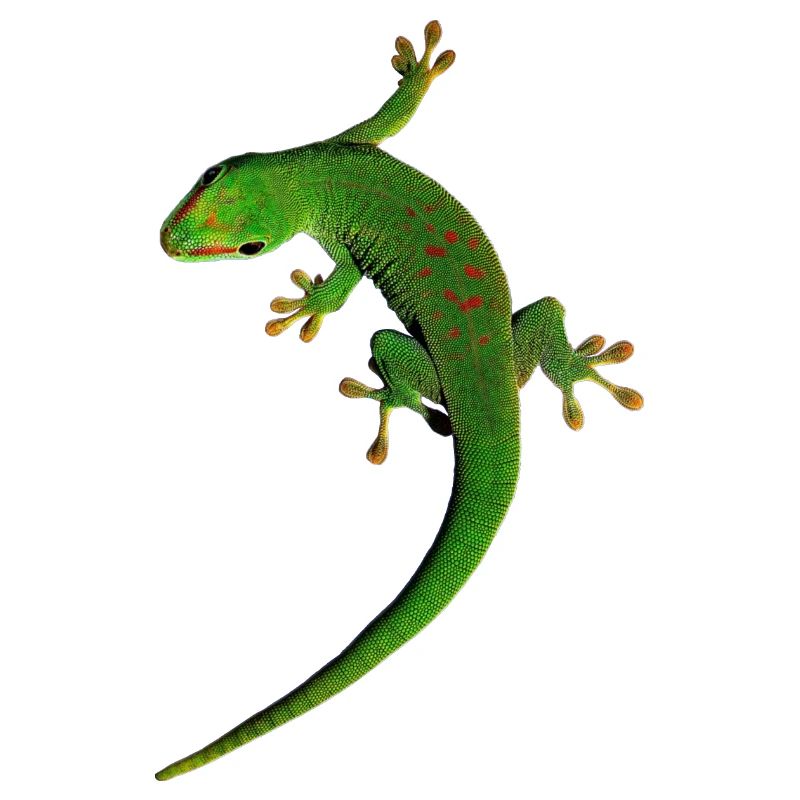 Gecko