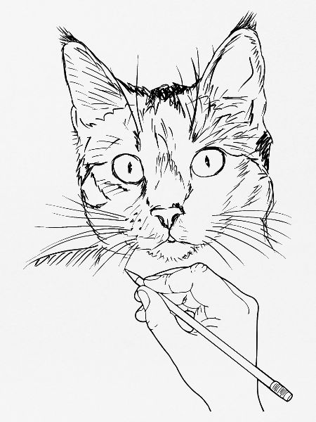 Katze Zeichnung