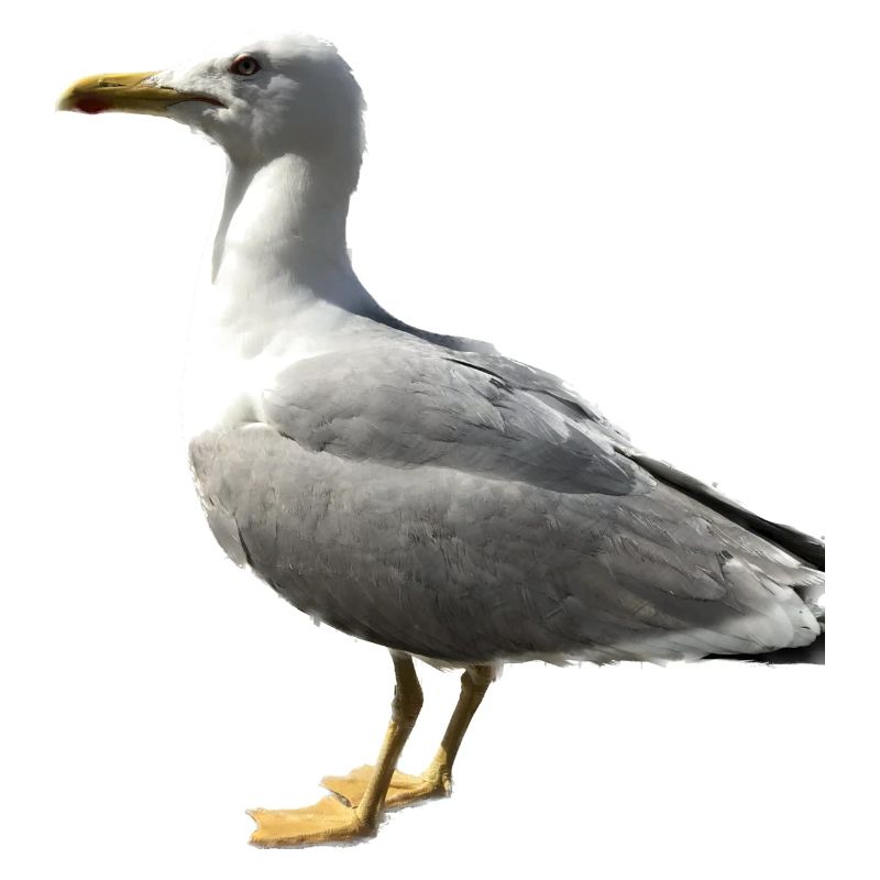 Möwe Vogel Geschenkidee