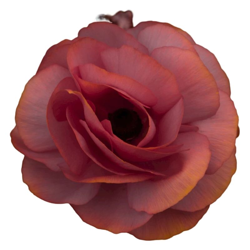 Rosa Rose Blütenpracht
