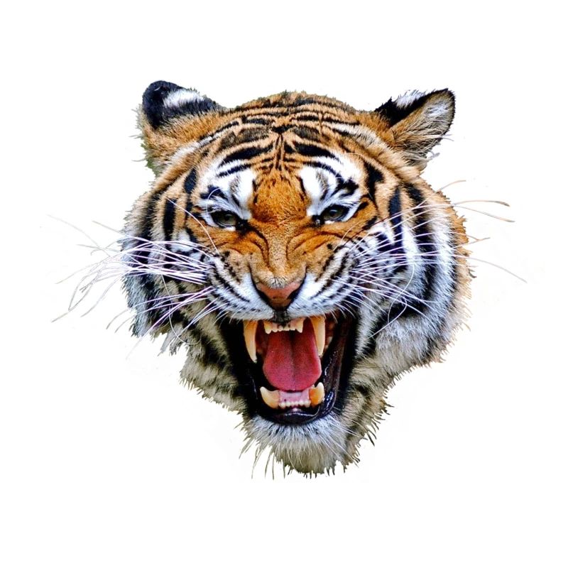 Tiger tg835