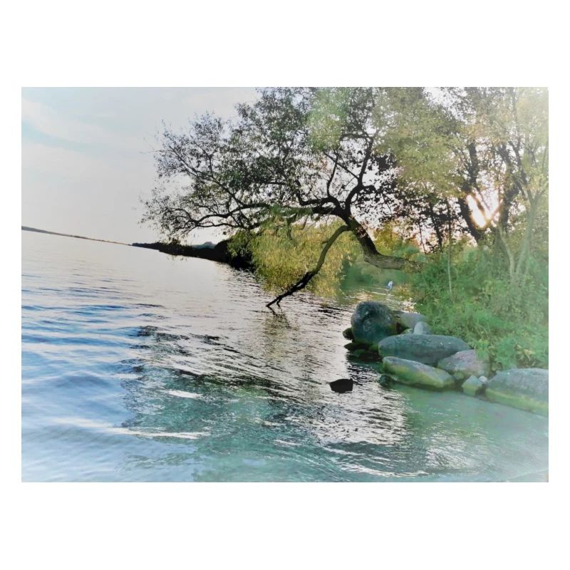 Natur , wasser, Bäume