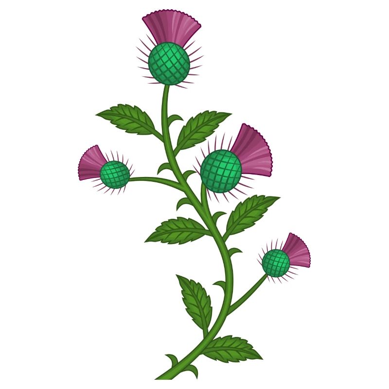 scotland thistle flower