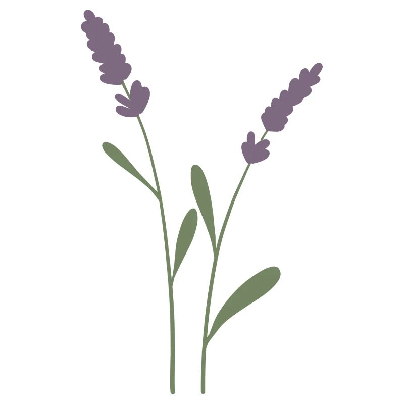 Lavendel