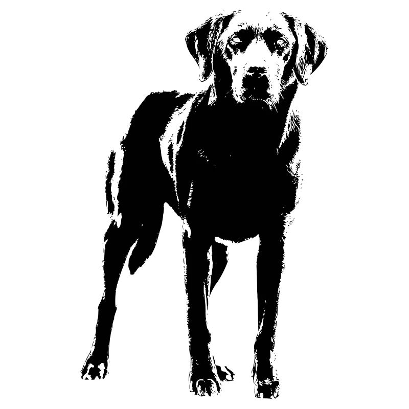 Labrador