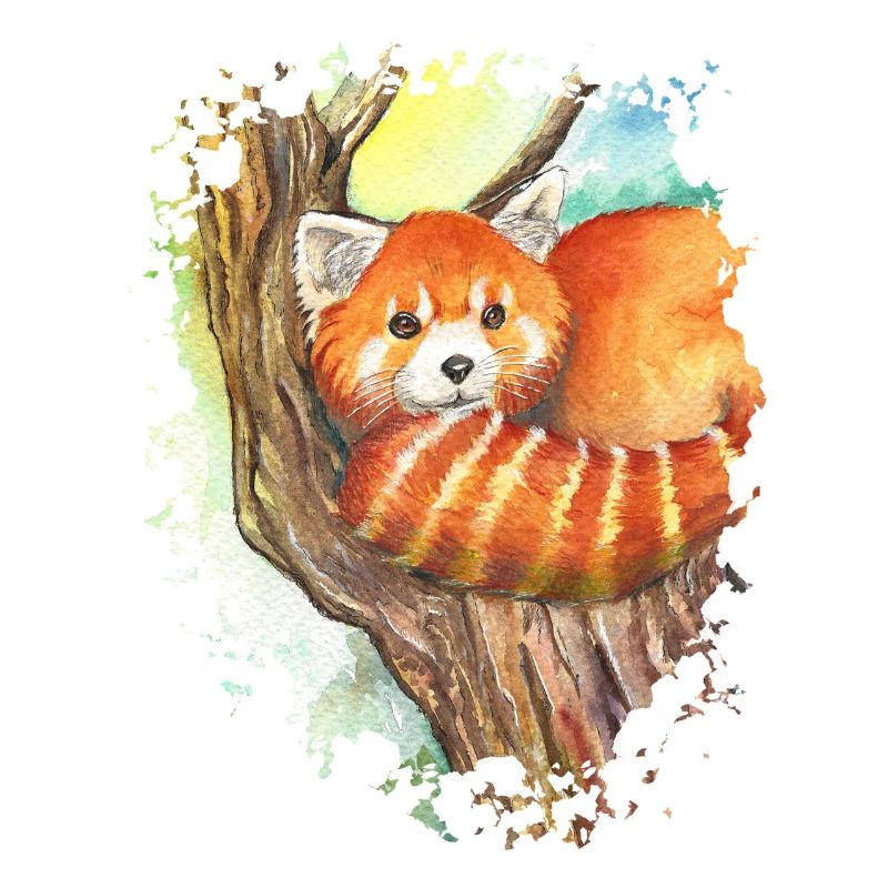 Red Panda